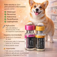 Pentavalente Americana Novibac Lepto4 - Img 55164061