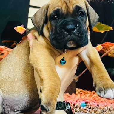 Venta de cachorros - Img 122183039