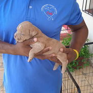 American bully hembra y machos pocket - Img 56455609