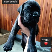 CACHORROS CANE CORSO CON PEDIGREE HIJOS DE CÉSAR - Img 56369229