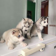 Husky siberiano - Img 56007280