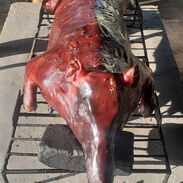 **¡El cerdo asado más sabroso de La Habana!** Te lo trae La Casa del Cerdito a domicilio - Img 45484527