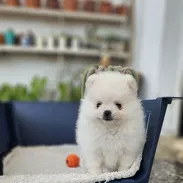 CACHORRO DE RAZA POMERANIA HEMBRA 🐻 🐻🐻 - Img 54292376