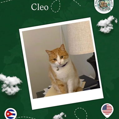 Agencia de viajes internacionales para mascotas - 5/10