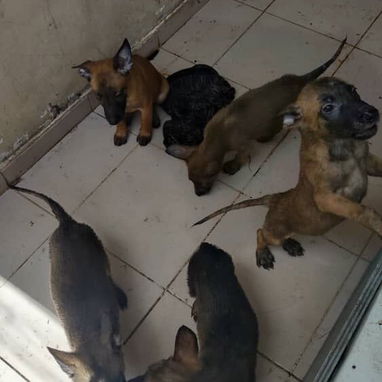 Variedades de cachorros.pastor aleman. Pastor belga malinoe.chihuahua.pequine.pitbull.yorky.boxer.pastor suizo..labrador - Img 126359764