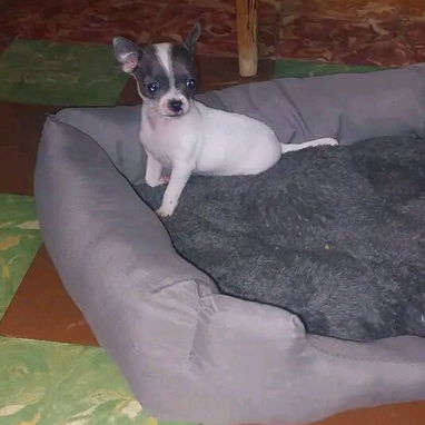 Chihuahuas y salchicha tekel - Img 118168977