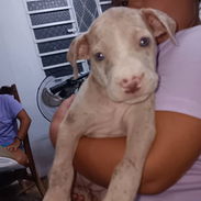 PITBULL MERLE,hembra,en 170 USD o equivalente en moneda nacional,TENGO MENSAJERÍA,tiene 48 días y está desparacitada - Img 57615059