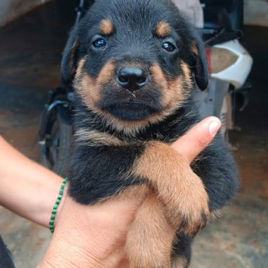 ROTTWEILER,ambos sexos,en 350 USD o equivalente en moneda nacional,TENGO MENSAJERÍA,tienen 50 días y están desparacitado - 3/10