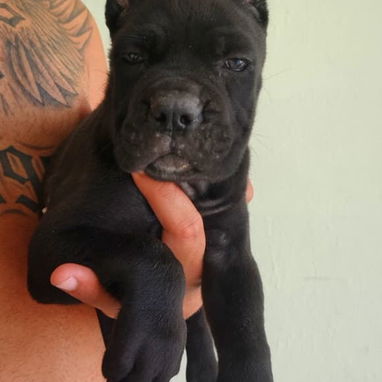 CANE CORSO CON PEDIGREE - Img 124355566