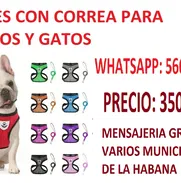 Arnes con correa. Para gatos y perros chico y medianos. Lo llevamos hasta la puerta de su casa gratis - Img 48206899