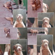 ((( AMERICAN PITBULL TERRIER AMBOS SEXOS BETTY MASCOTAS WHATSAPP 52506841 ))) - Img 52989456