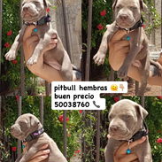 pitbull hembras - Img 56772043