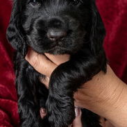 COKER SPANIEL,ambos sexos,en 170 USD o equivalente(ACEPTO TRANSFERENCIA)TENGO MENSAJERÍA,tienen 35 días y desparacitados - Img 55648183