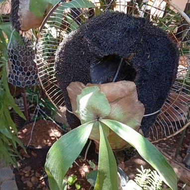 Platycerium y variadas plantas ornamentales - Img 99194720