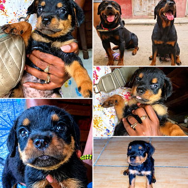 🐾✨ SUS VENTAJAS POR LA COMPRA BETTY MASCOTAS WHATSAPP 52506841 ✨🐾 - 7/10