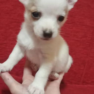 Tenemos , pitbull, Chihuahua, shitzu, labradora , Rottweiler, , Malinois, salchicha,entre otros ,llame al 53818081 - Img 123904397