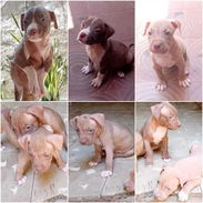 💜💜💜* 🐶 PITBULL AMBOS SEXOS WHATSAPP 58746643... 💜💜💜. - Img 54509103