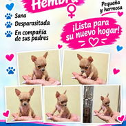 🐾🐶💕 HERMOSA CHIHUAHUA HEMBRA 💕🐶 🐾 WHAT'SAPP 52506841 🐾 - Img 57271786