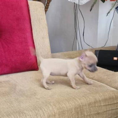SHIHUAHUA hembra,en 250 USD o equivalente,TENGO MENSAJERÍA,tiene 90 días y está VACUNADA y desparacitada - Img 121640566