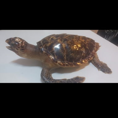 Tortuga carey - Img 121054718