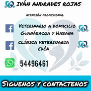 Veterinario a domicilio - Img 58095403