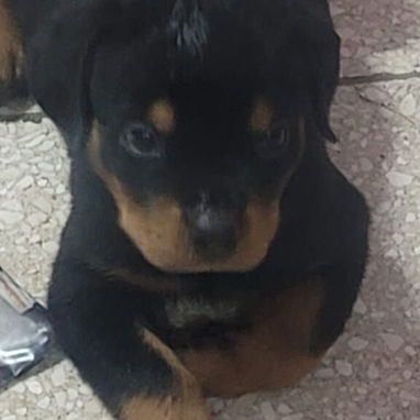 ROTTWEILER,ambos sexos,en 550 USD o equivalente,TENGO MENSAJERÍA,tienen 80 días,ESTAN VACUNADOS y desparacitados - Img 125846340