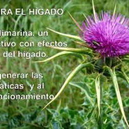 Cardo Mariano - Protector Hepático - hepatoprotector - Img 119967165