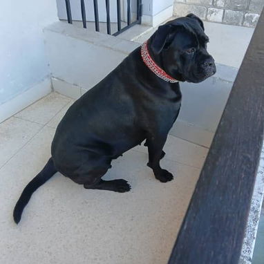 CANE CORSO CON PEDIGREE - Img 125280198