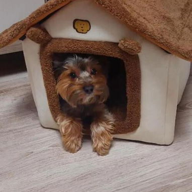 Camas de Casita para Mascotas - 2/2
