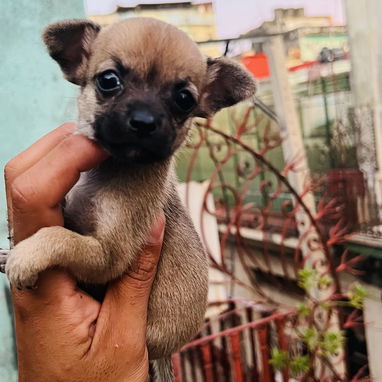 🐾Hermosos Chihuahuitas🍏de los más pequeñitos ambos sexos🌸💙🤏🏻🎁🐶excelente genética🧬 - Img 124676078