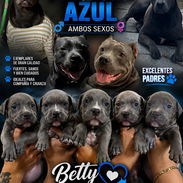 🐾💙 PITBULL AZUL AMBOS SEXOS BETTY MASCOTAS WHATSAPP 52506841 🐾💙 - Img 56173691