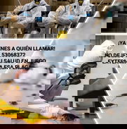 🔔 AVISO IMPORTANTE DE FUMIGACIÓN 🔔 - Img 49622260