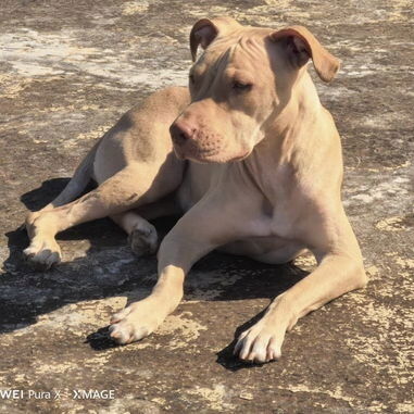 Pitbull - Img 123083110