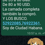 COMPRO COKER SPANIEL,de 80 a 90 USD,(la camada completa también la compró),de 35 a 60 días,Y LOS BUSCO - Img 53787341