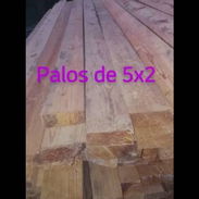 Palo - Img 55794329