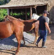 Alojamiento en Viñales con excursión a caballos. - Img 47832839