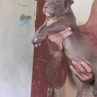Si buscas alegría y cariño en tu hogar solo llámala 53818081 - Img 124449053