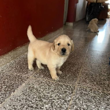 GOLDEN RETRIEVER,machos,en 250 USD o equivalente,TENGO MENSAJERÍA,tienen 48 días y están desparacitados - 2/7