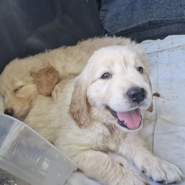 😍 HERMOSAS CACHORRAS GOLDEN RETRIEVER 😍 - Img 121130807