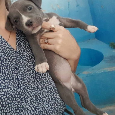 Variedad de perros de pura razas en perfecto estado - Img 117982062