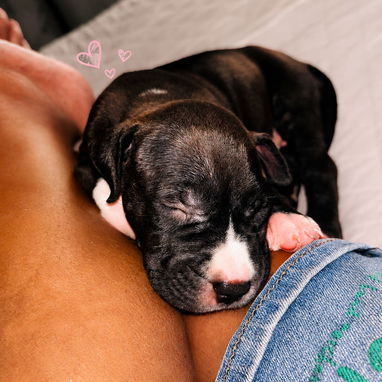Cachorra pitbull 💕 - Img 125173598