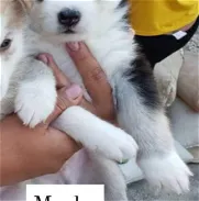 Cachorros de Husky Siberiano - Img 45825628
