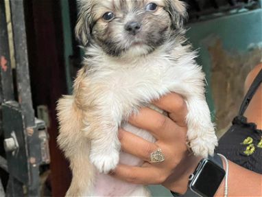 Hermosos cachorros de Spaniel tibetanos hembra y macho desparasitados listos para un nuevo hogar - Img 66282729