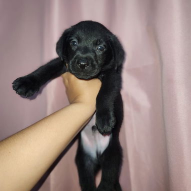 Cachorros labradores 70usd - Img 125688029