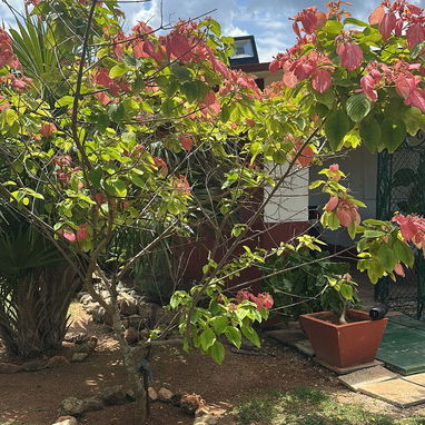 SE BUSCA SEÑORA O CHICA URGENTE - 3/10