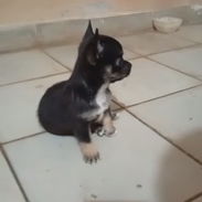 Todo lo que buscas está aquí pitbull, Chihuahua, shitzu,Husky , Pastor 53818081 - Img 55658284