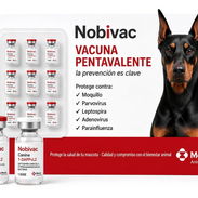 Pentavalente 🐶💫 - Img 57091886