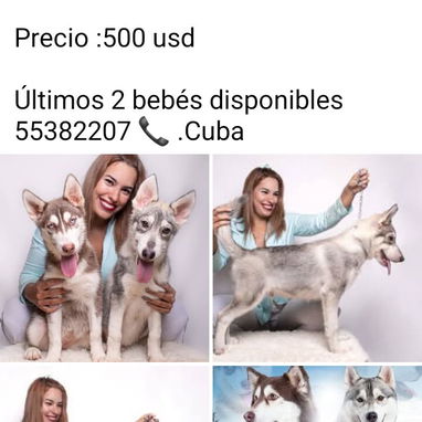 Cachorros Husky siberianos - 4/4