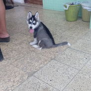 Husky Macho 🩵 - Img 56480470