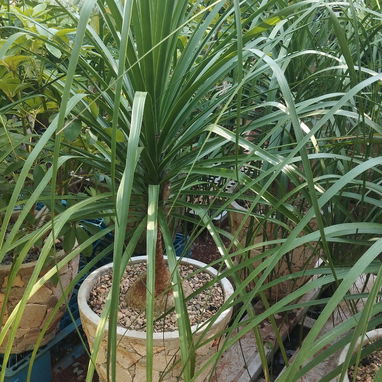 Servicios de jardineria - Img 126449865